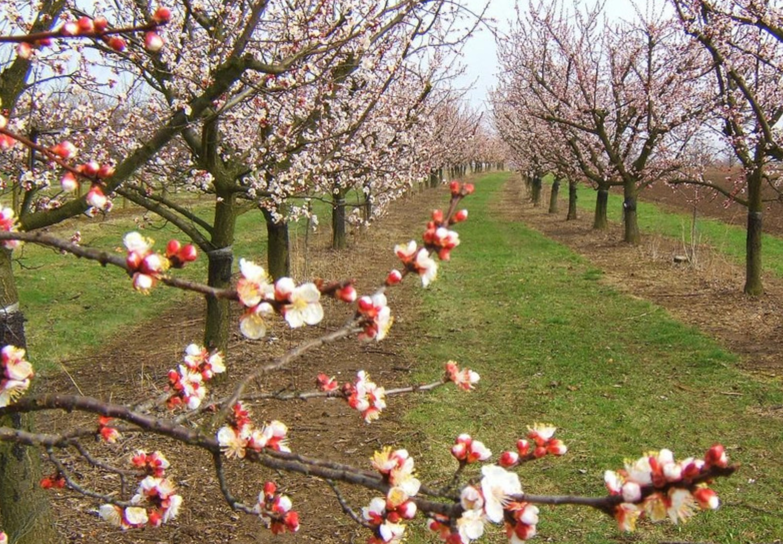 Ever planting pruning picking