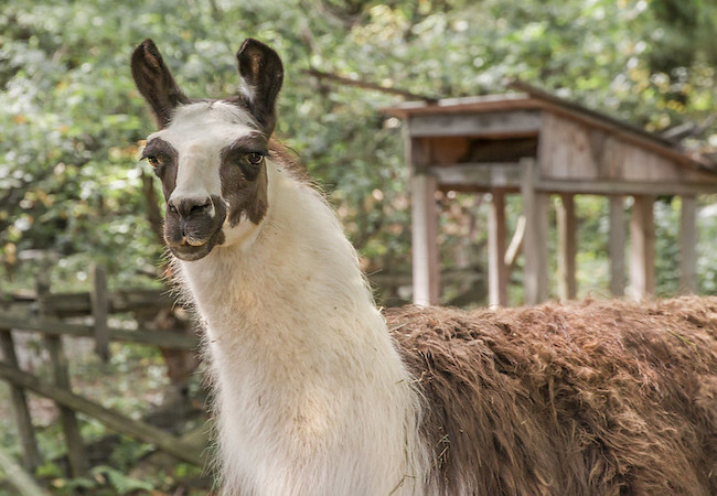 Llama