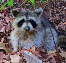 Racoon