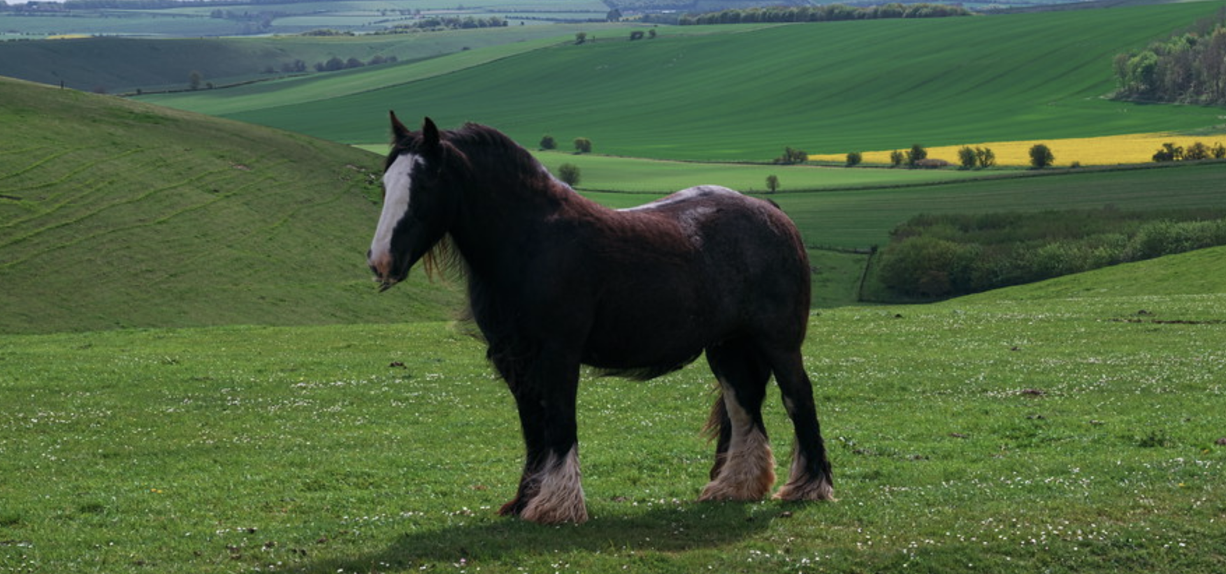 Shire Horse