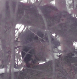 Hawk Feast