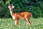 Deer Forgottonia