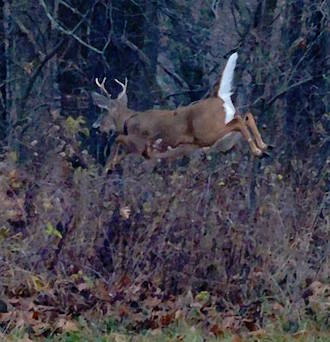 Leaping Deer