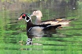 Wood Ducks