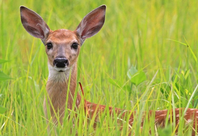 Fawn Stare