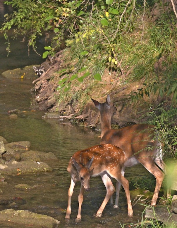 Stream Deer Coon