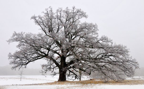 Oak in Winter