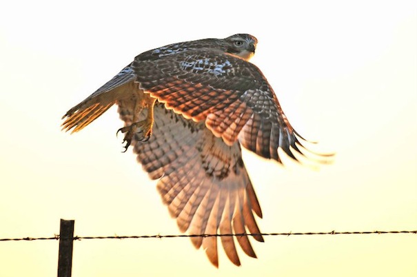 Hakk Take Off