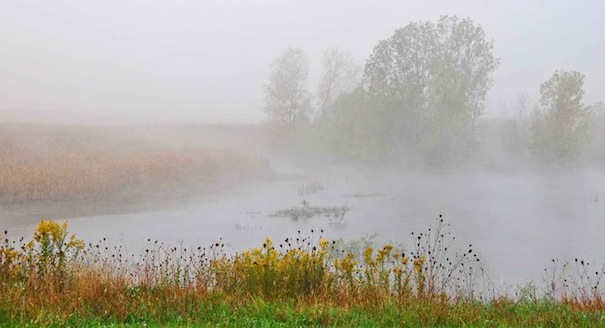 Fog Rising